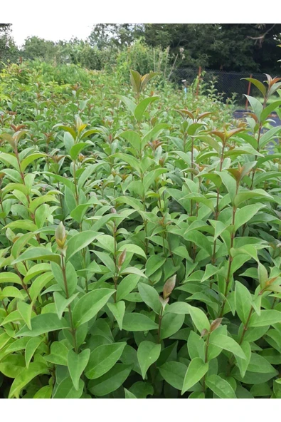 TAŞKAR PEYZAJ Ligüstrüm Çit Bitkisi ( Tüplü \ 30-50 Cm ) - Resim 2