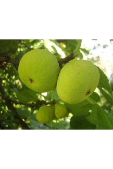 TAŞKAR PEYZAJ Beyaz Incir ( Yediveren ) Fidanı ( 60 - 100 Cm ) ürün görseli