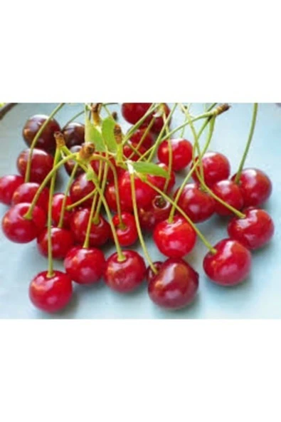 TAŞKAR PEYZAJ Kütahya Vişne Fidanı ( Aşılı - 2 Yaş ) - Tüplü - 100-120 Cm ürün görseli