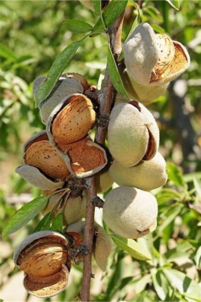 TAŞKAR PEYZAJ Drake Badem Fidanı Aşılı ( Tüplü \ 80-100 Cm ) ürün görseli