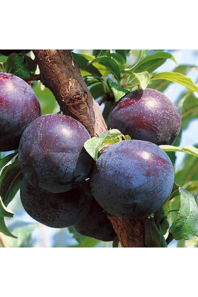 TAŞKAR PEYZAJ Black Star Erik Fidanı Aşılı ( 2 Yaş \ Tüplü \ 80-100 Cm ) ürün görseli