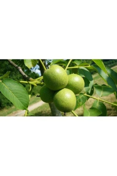 TAŞKAR PEYZAJ Bilecik Ceviz Fidanı ( 2 Yaş - Tüplü ) 40-60 Cm - 1