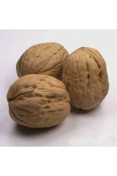 TAŞKAR PEYZAJ Kaman Ceviz Fidanı ( 2 Yaş - Tüplü ) 40-60 Cm ürün görseli