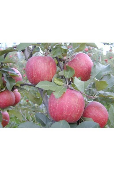 TAŞKAR PEYZAJ Fuji Elma Fidanı Aşılı ( 2 Yaş \ Tüplü \ 80-100 Cm ) ürün görseli