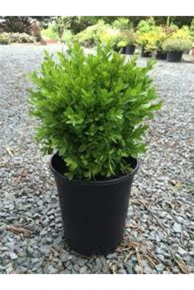 TAŞKAR PEYZAJ Şimşir Fidanı ( 2 Yaş - Tüplü ) ürün görseli