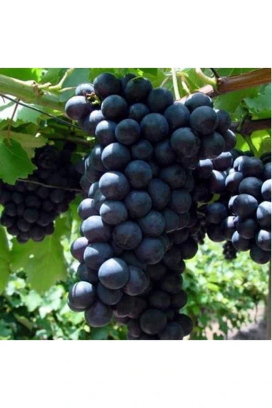 TAŞKAR PEYZAJ Hamburg Misketi Üzüm - Asma Fidanı ( 30-50 Cm ) ürün görseli