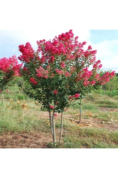 TAŞKAR PEYZAJ PEMBE OYA AĞACI (60-100CM) TÜPLÜ ürün görseli