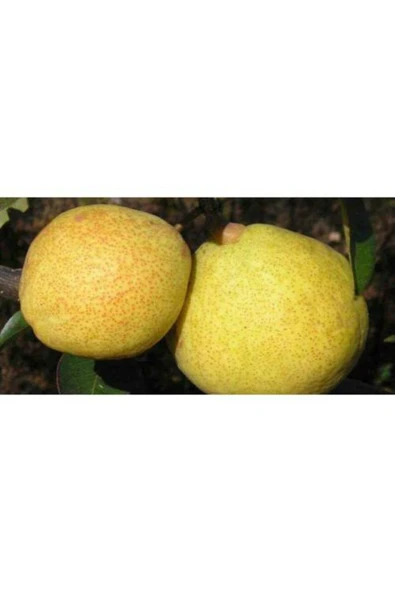 TAŞKAR PEYZAJ Margarit Armut Fidanı Aşılı ( 2 Yaş \tüplü \ 80-100 Cm ) ürün görseli