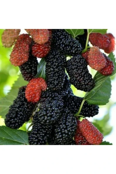 TAŞKAR PEYZAJ Yediveren Siyah Dut Fidanı Aşılı 2 Yaş  Tüplü  70-100 Cm ) ürün görseli