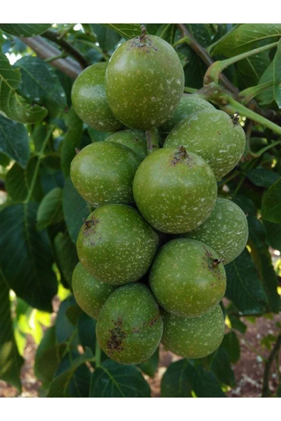 TAŞKAR PEYZAJ Alltay Ceviz Fidanı Aşılı ( Açık Köklü \ 60-80 Cm ) ürün görseli