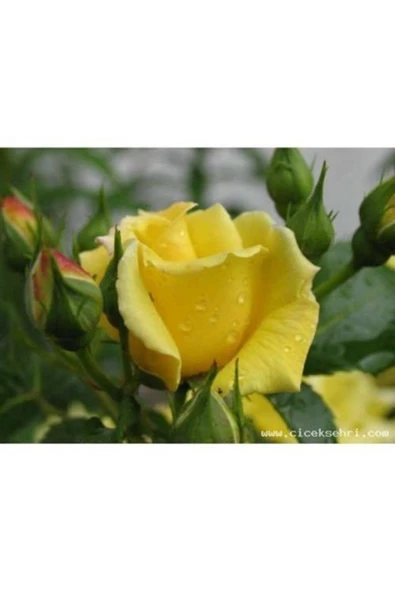 TAŞKAR PEYZAJ Sarı Gül Fidanı Yediveren - Kokulu ( Tüplü ) ürün görseli