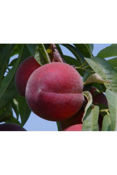 TAŞKAR PEYZAJ Hale Şeftali Fidanı Aşılı ( 2 Yaş \ Tüplü \ 80-100 Cm ) ürün görseli