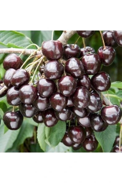 TAŞKAR PEYZAJ Kordia Kiraz Fidanı Aşılı ( Tüplü- 2 Yaş \ 80-100 Cm ) ürün görseli