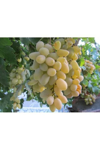 TAŞKAR PEYZAJ Victoria Üzüm - Asma Fidanı ( 30-50 Cm ) ürün görseli