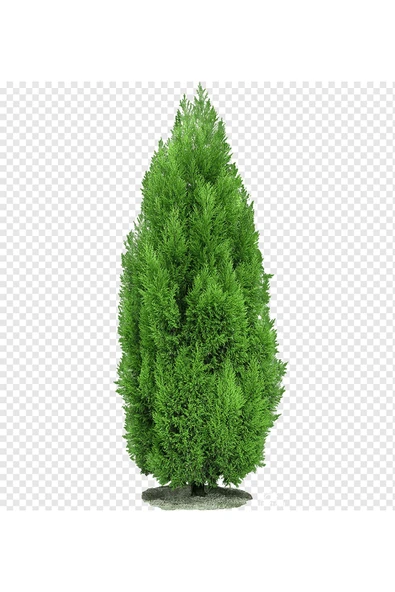 TAŞKAR PEYZAJ Mazı Çamı ( 40 - 50 Cm ) ürün görseli