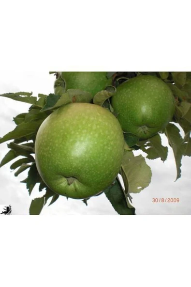 TAŞKAR PEYZAJ Bodur Granny Smith Elma Fidanı Aşılı ( 2 Yaş \ Tüplü \ 30-40 Cm ) ürün görseli