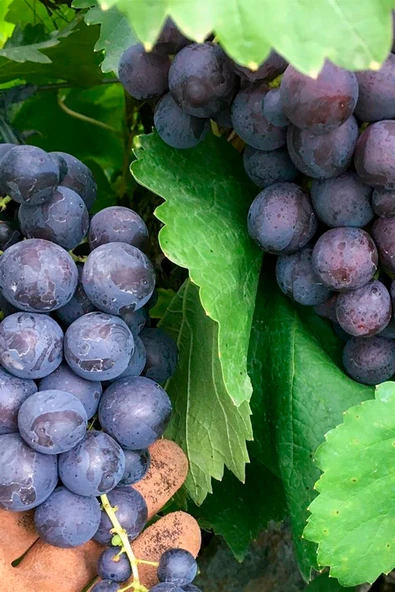 TAŞKAR PEYZAJ Ribol Üzüm - Asma Fidanı ( 30-50 Cm ) ürün görseli