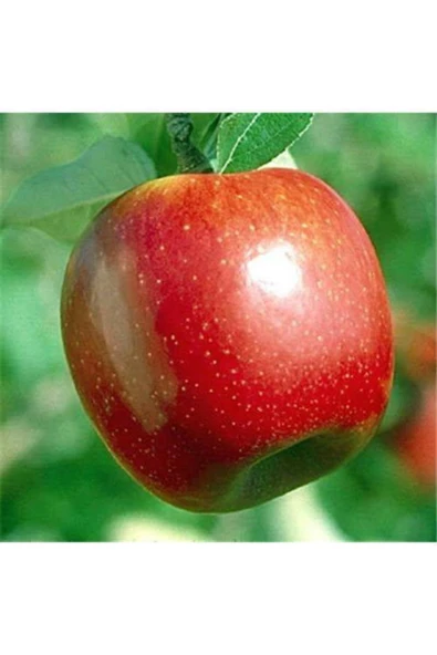 TAŞKAR PEYZAJ Summer Red Elma Fidanı Aşılı ( 2 Yaş \tüplü \ 80-100 Cm ) ürün görseli