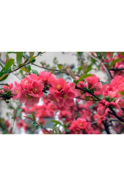 TAŞKAR PEYZAJ Bahar Dalı Fidanı Tüplü ürün görseli