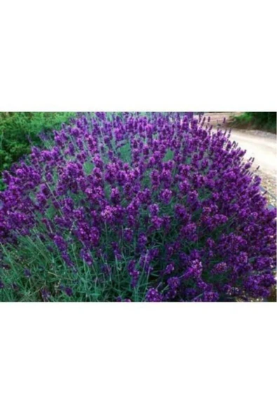 TAŞKAR PEYZAJ Lavanta Fidanı ( Kokulu ) ( Tüplü Veya Saksılı )lavanta Fidanı ( ürün görseli