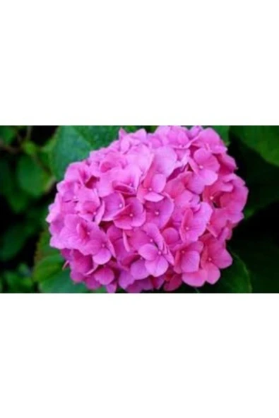 TAŞKAR PEYZAJ Pembe Ortanca Çiçeği Fidanı ( Tüplü )25-35cm - 1