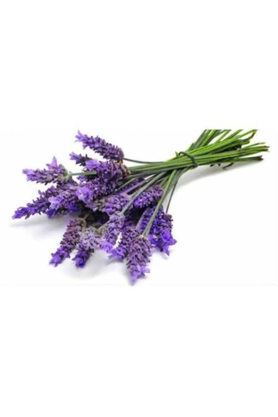 TAŞKAR PEYZAJ Lavanta Fidanı ( Kokulu ) ( Tüplü Veya Saksılı ) ürün görseli