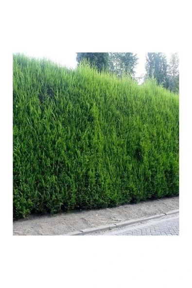 TAŞKAR PEYZAJ Selvi Leylandi Çam Fidanı Tüplü 60-80 Cm - 1