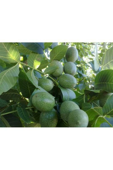 TAŞKAR PEYZAJ Franguette -tozlayıcı- Ceviz Fidanı Aşılı ( Tüplü \ 40-60 Cm ) ürün görseli