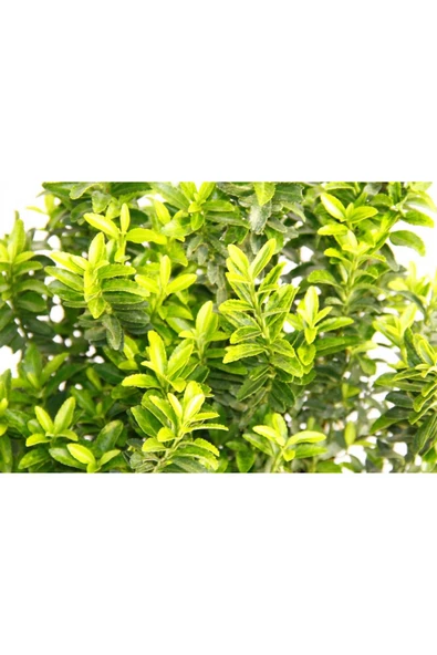 TAŞKAR PEYZAJ Çıtır Taflan Fidanı ( Tüplü ) ürün görseli