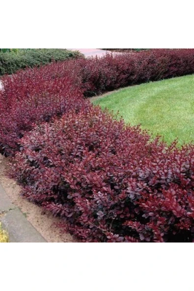TAŞKAR PEYZAJ Berberis Fidanı ( Tüplü Veya Saksılı ) 30-50 Cm ürün görseli