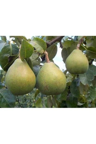 TAŞKAR PEYZAJ Ankara Armut Fidanı ( Aşılı - 2 Yaş ) Tüplü - 100-120 Cm ürün görseli