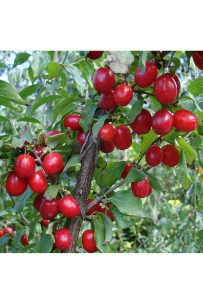 TAŞKAR PEYZAJ Kızılcık Fidanı ( 40-70 CM ) ürün görseli