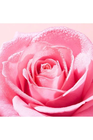 Nuxe Very Rose Ferahlatan Yüz Temizleme Jeli 150 ml 3264680043413 - 4