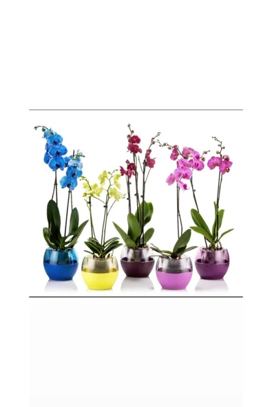 Buule Orkide Saksısı Beyaz 2 Litre 17cm Drenajlı Yuvarlak Kristal Plastik Tasarım Saksı - 2