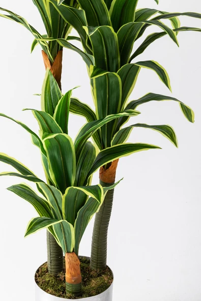 Güleç Yapay Çiçek Yapay Ağaç Massengena 180 Cm 66 Yaprak - 3