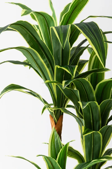 Güleç Yapay Çiçek Yapay Ağaç Massengena 180 Cm 66 Yaprak - 2