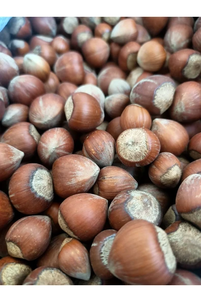 ZANGOO Yöresel 1.Kalite Trabzon Kabuklu Tombul Fındık 1KG