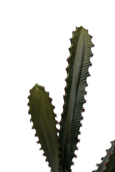 YAPAY ÇİÇEKÇİNİZ Taş Kaplı Siyah Saksısında Yapay Texas Kaktüs - Resim 7