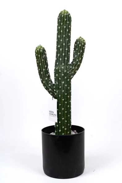 YAPAY ÇİÇEKÇİNİZ Taş Kaplı Siyah Saksısında Yapay Texas Kaktüs - Resim 2