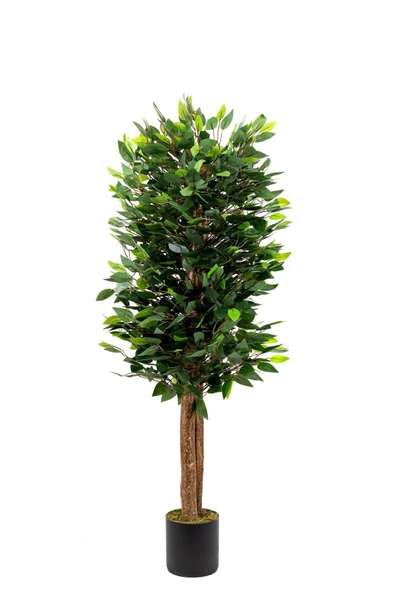 YAPAY ÇİÇEKÇİNİZ Siyah Saksıda Yoğun Yapraklı 150 Cm Yapay Benjamin Ağacı - 7