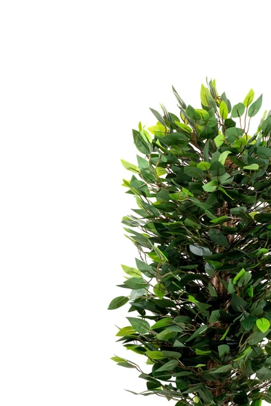 YAPAY ÇİÇEKÇİNİZ Siyah Saksıda Yoğun Yapraklı 150 Cm Yapay Benjamin Ağacı - 8