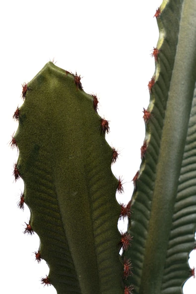 YAPAY ÇİÇEKÇİNİZ Taş Kaplı Siyah Saksısında Yapay Texas Kaktüs - Resim 6