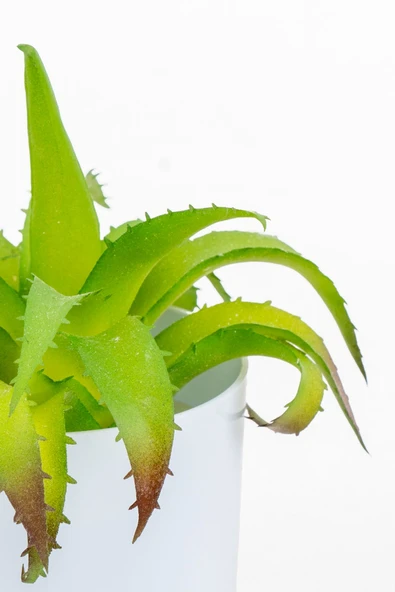 YAPAY ÇİÇEKÇİNİZ Beyaz Renkli Saksıda Yapay Kaktüs Sukulent - Resim 3