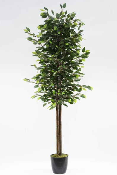 YAPAY ÇİÇEKÇİNİZ Siyah Saksıda Yoğun Yapraklı 180 Cm Yapay Benjamin Ağacı - 3