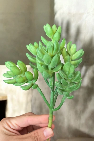 YAPAY ÇİÇEKÇİNİZ Gerçek Dokulu Yapay Kaktüs Sukulent ürün görseli 1