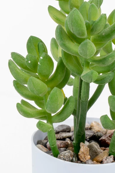 YAPAY ÇİÇEKÇİNİZ Beyaz Renkli Saksıda Yapay Kaktüs Sukulent - Resim 3