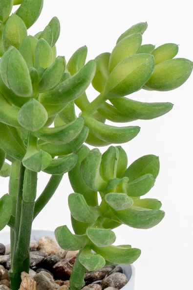 YAPAY ÇİÇEKÇİNİZ Beyaz Renkli Saksıda Yapay Kaktüs Sukulent - Resim 2