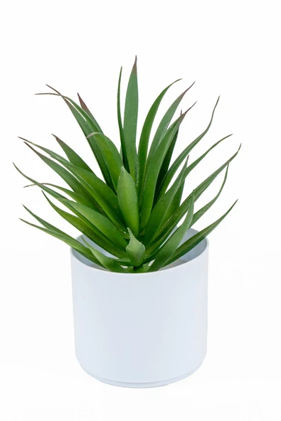 YAPAY ÇİÇEKÇİNİZ Beyaz Renkli Saksıda Yapay Kaktüs Sukulent ürün görseli