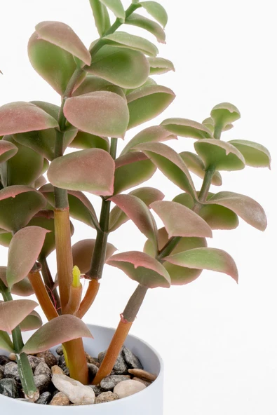 YAPAY ÇİÇEKÇİNİZ Beyaz Renkli Saksıda Yapay Kaktüs Sukulent - Resim 3