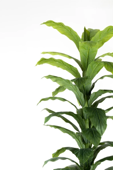 YAPAY ÇİÇEKÇİNİZ Siyah Saksıda Çim Detaylı Büyük Yapraklı Yapay Difenbahya Ağacı 180 Cm - Resim 2